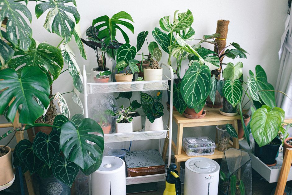 Purifier l’air intérieur sans appareil coûteux